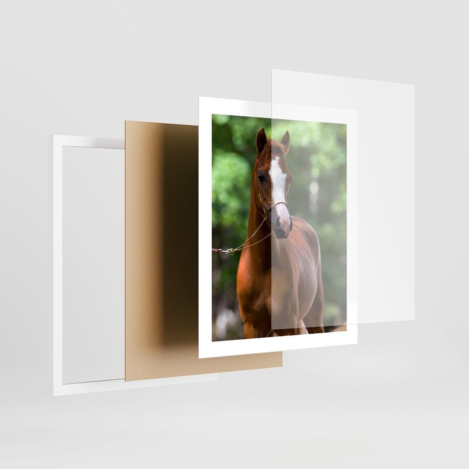 Plakat w ramie 40x50 - Portret Szlachetnego Konia - koń, portret - rama biała