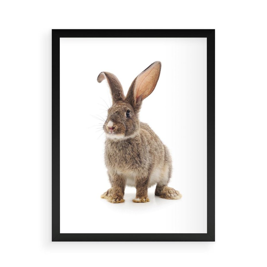Plakat w ramie 50x70 - Delikatna Zwierzęca Uroda - królik, zwierzę - rama czarna