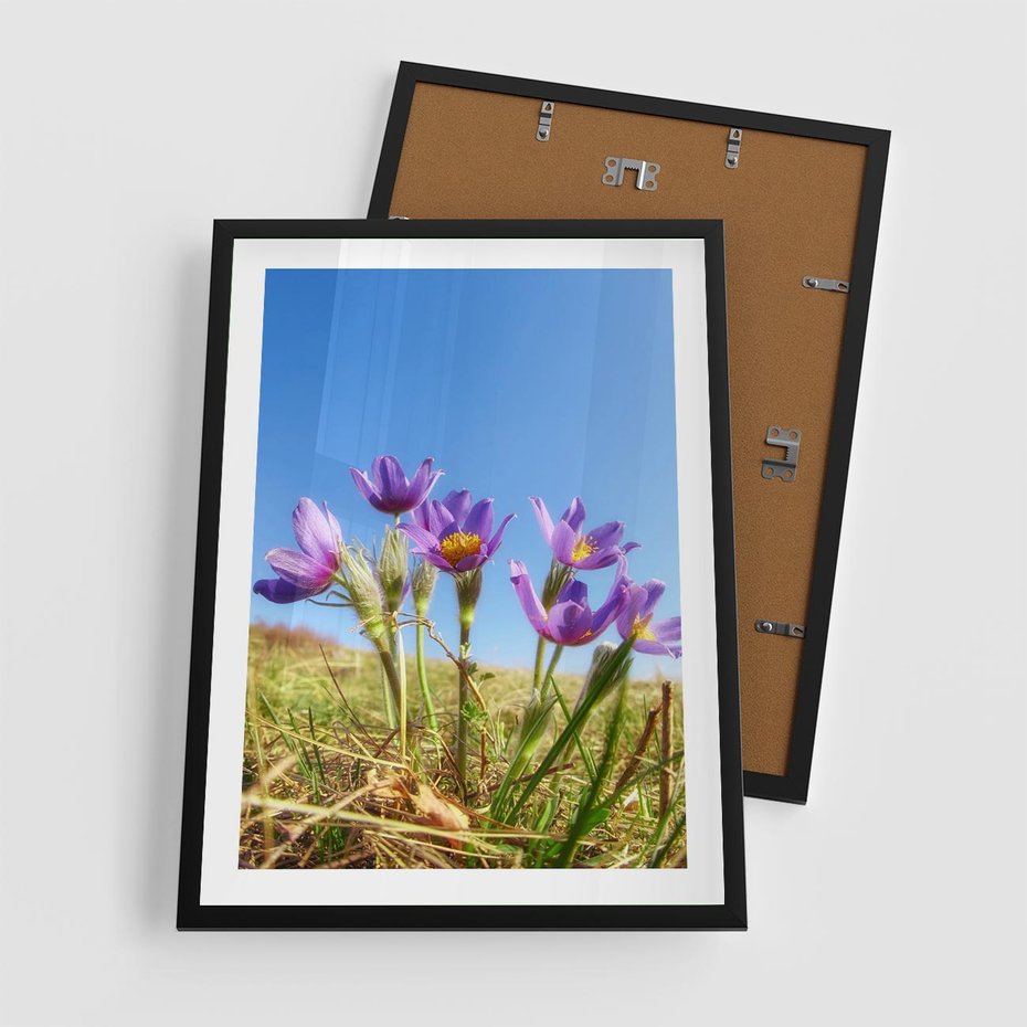 Plakat w ramie 50x70 - Kwiatowa siła łąki - kwiaty, łąka - rama czarna