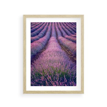 Plakat w ramie 40x50 - Pole Lawendy w Pełnej Krasie - pole lawendy, kompozycja - rama drewno