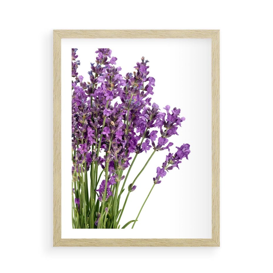 Plakat w ramie 50x70 - Pola lawendy w pełnym rozkwicie - lawenda, kwiaty - rama drewno