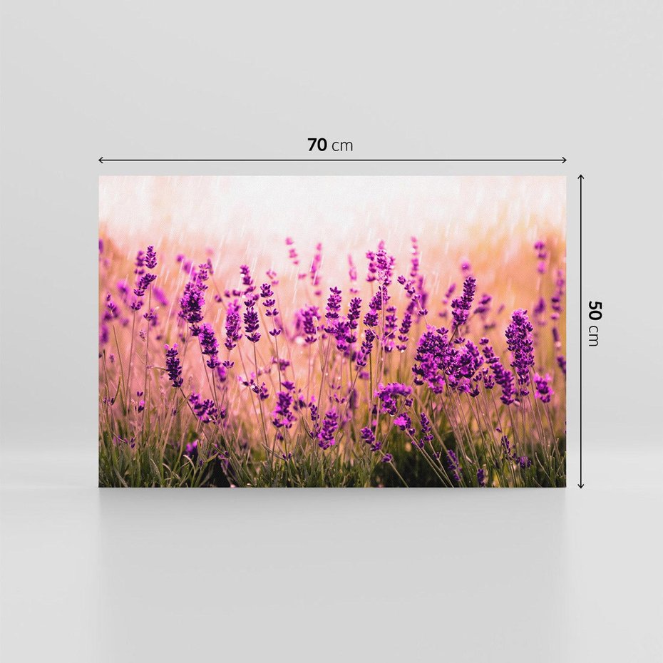 Obraz na płótnie 70x50 - Lawenda: Pachnące pole kwiatów - kwiaty, lawenda