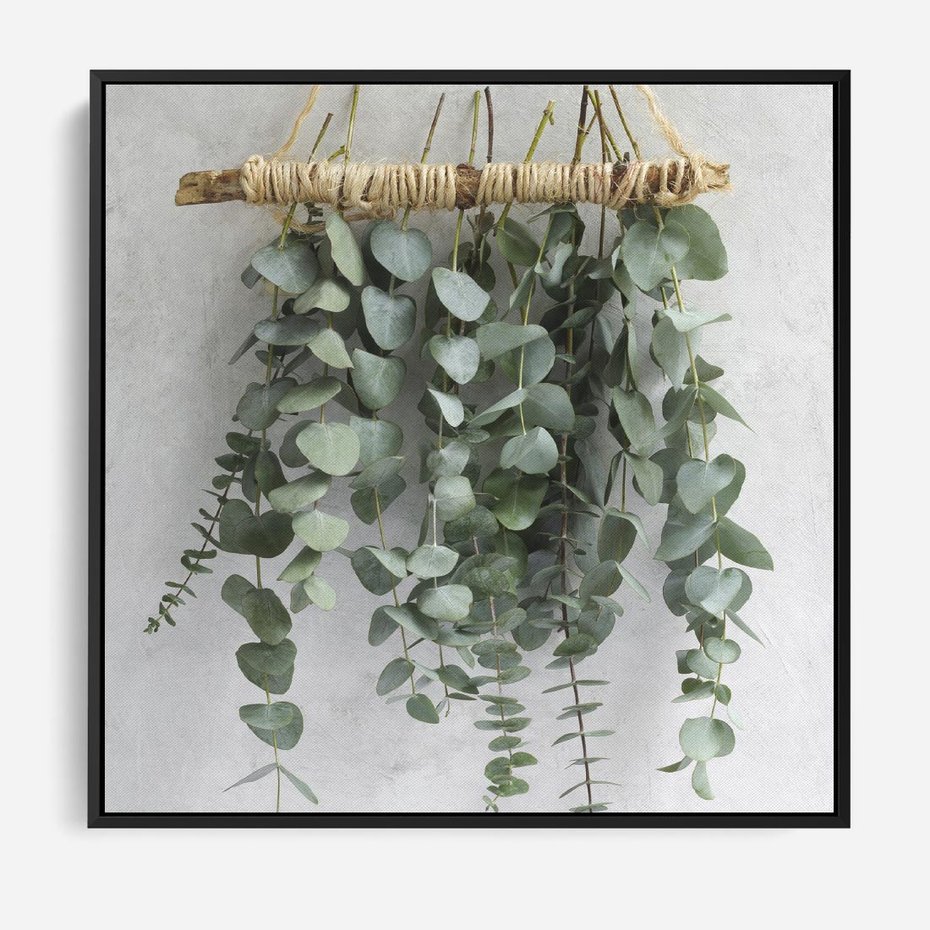 Obraz w ramie 50x50 - Uwodzicielska zieleń eukaliptusa - eukaliptus, zielone - rama czarna