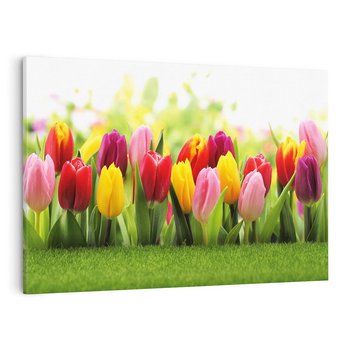 Obraz na płótnie 70x50 - delikatność kwiatowego świata - tulipany, kwiaty