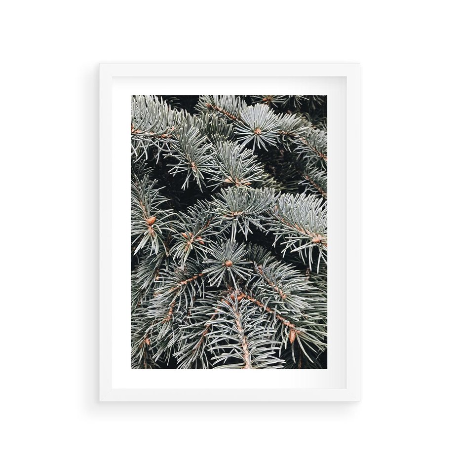 Plakat w ramie 30x40 - Zima na Gałęziach - sosnowe gałęzie, igły - rama biała