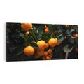 Obraz na płótnie 100x50 - Mandarynki na Drzewku - Owoce Pory Roku - mandarynki, drzewko