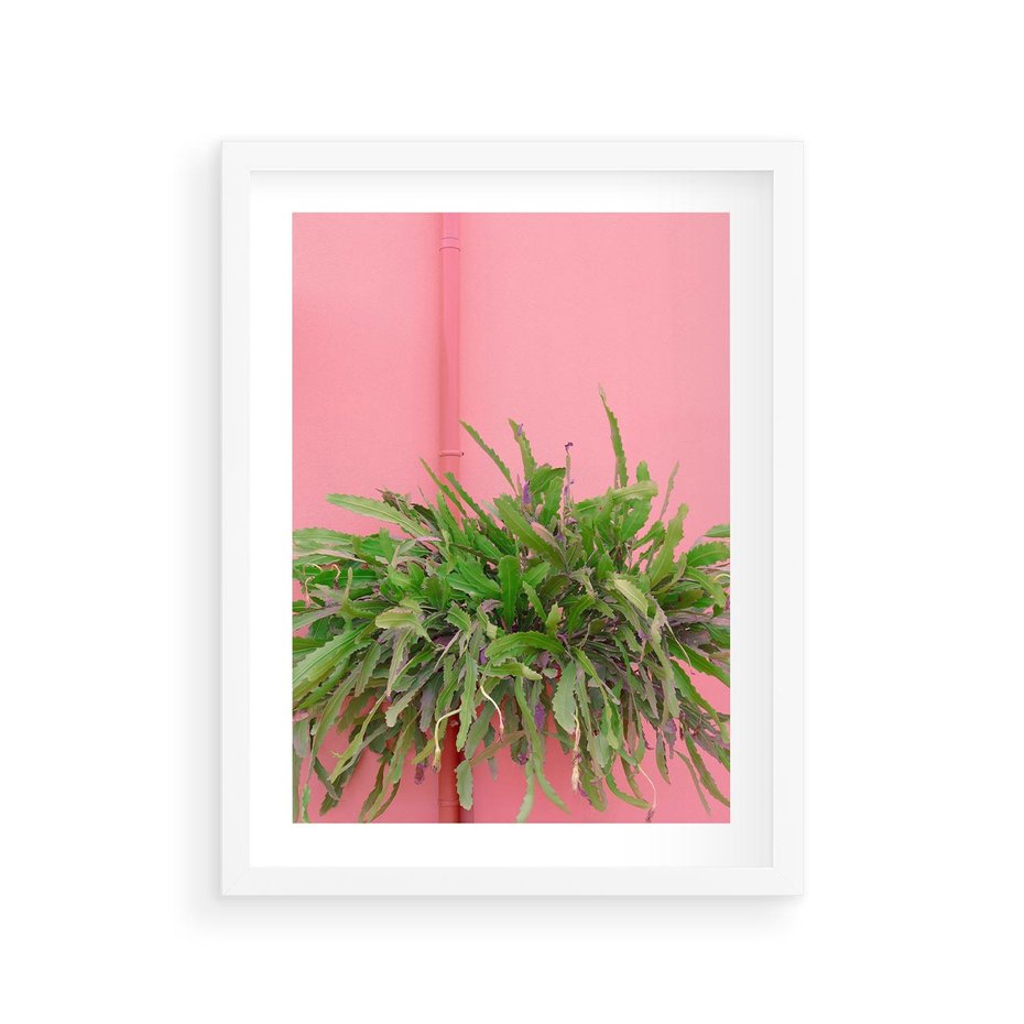 Plakat w ramie 30x40 - Fotografia Rośliny z Różowym Tłem - fotografia, zielona roślina na tle różwj ściany - rama biała