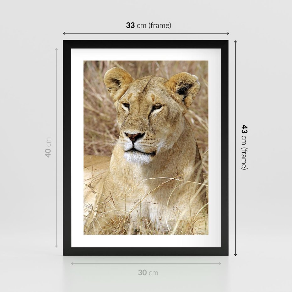 Plakat w ramie 30x40 - Potęga lwów w Afryce - lew, lwica - rama czarna