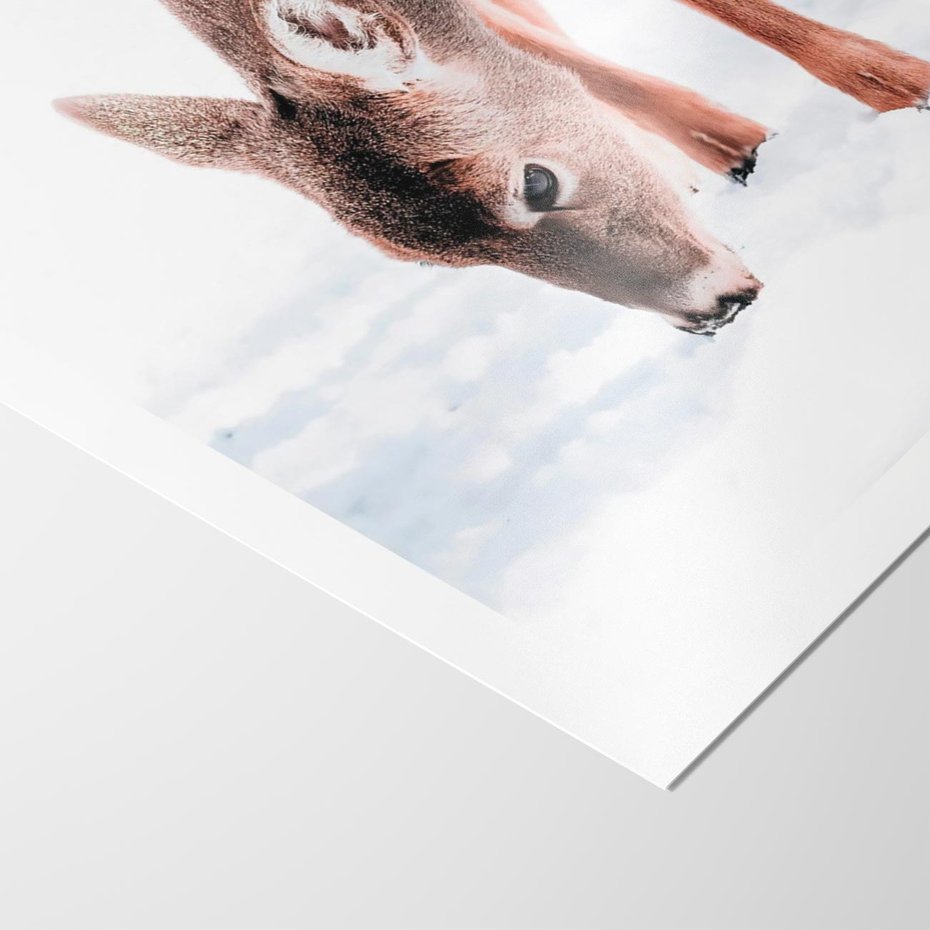 Plakat bez ramy 21x30 - Sarna w Zimowym Raju - sarna, na śniegu