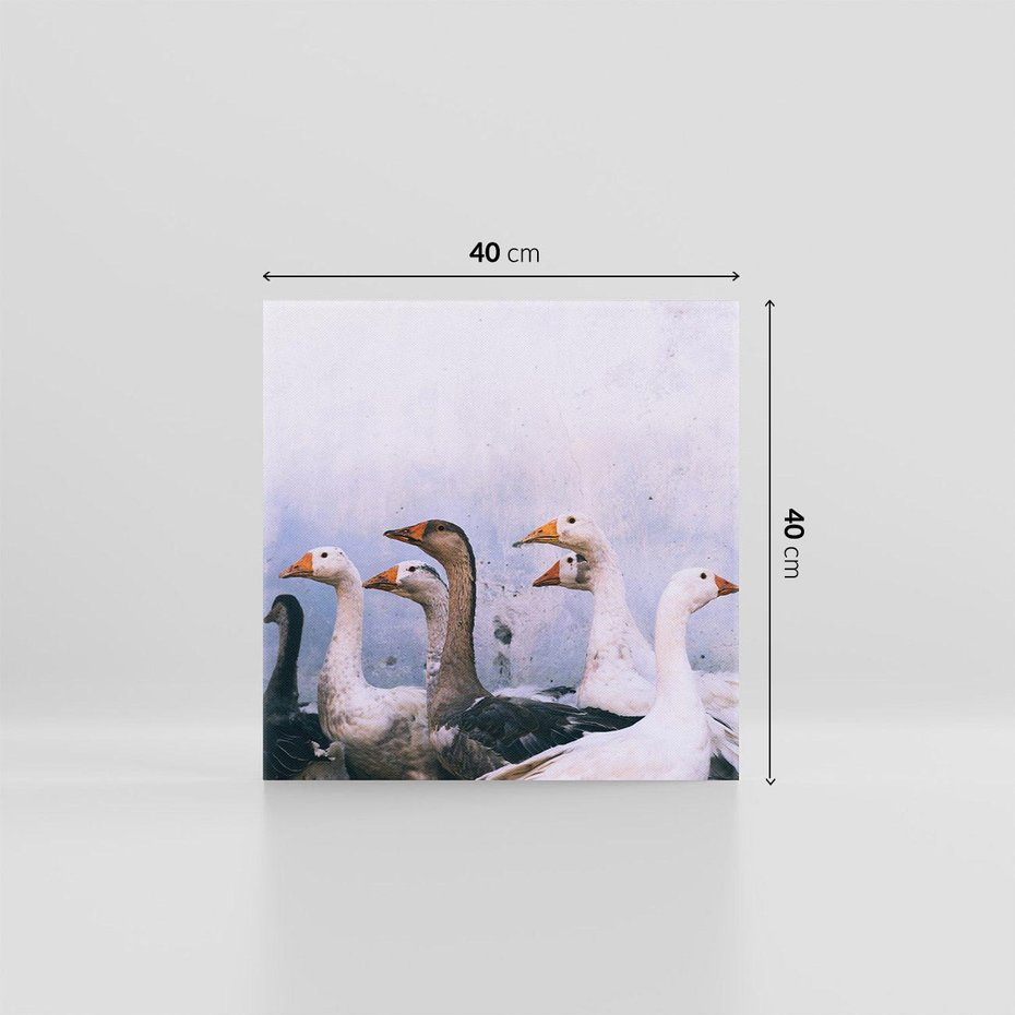 Obraz na płótnie 40x40 - Spotkanie Wśród Piór - uchwycony moment, fotografia