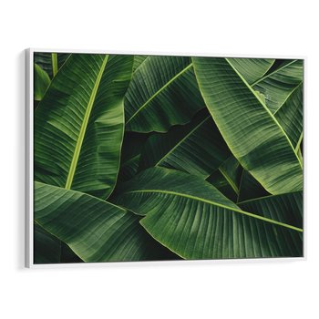 Obraz w ramie 70x50 - Zaklęta roślinna ekspresja - liście bananowca, gęsto ułożone - rama biała
