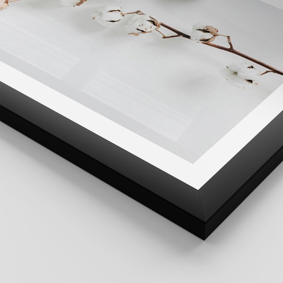 Plakat w ramie 50x70 - Gałęzie Bawełny na Białym Tle - gałęzie bawełny na białym tle, minimalizm - rama czarna