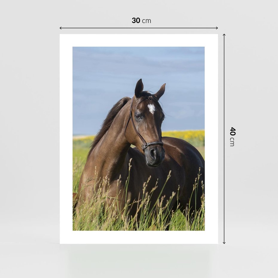 Plakat bez ramy 30x40 - Siła i piękno natury - koń, łąka