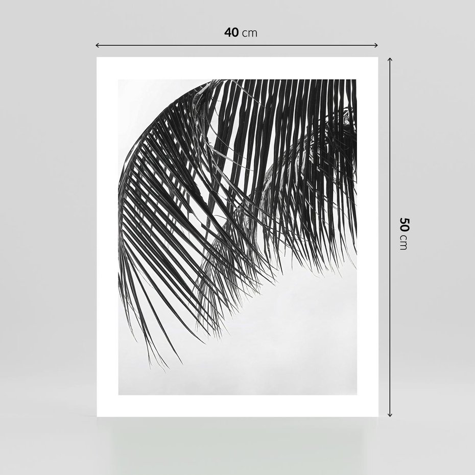 Plakat bez ramy 40x50 - Czarno-Biały Kontrast - czarno białe zdjecie, palma