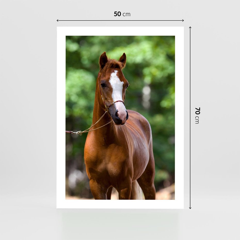 Plakat bez ramy 50x70 - Portret Szlachetnego Konia - koń, portret