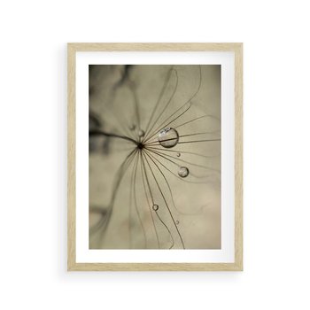 Plakat w ramie 30x40 - Delikatność dmuchawców - dmuchawce, krople - rama drewno