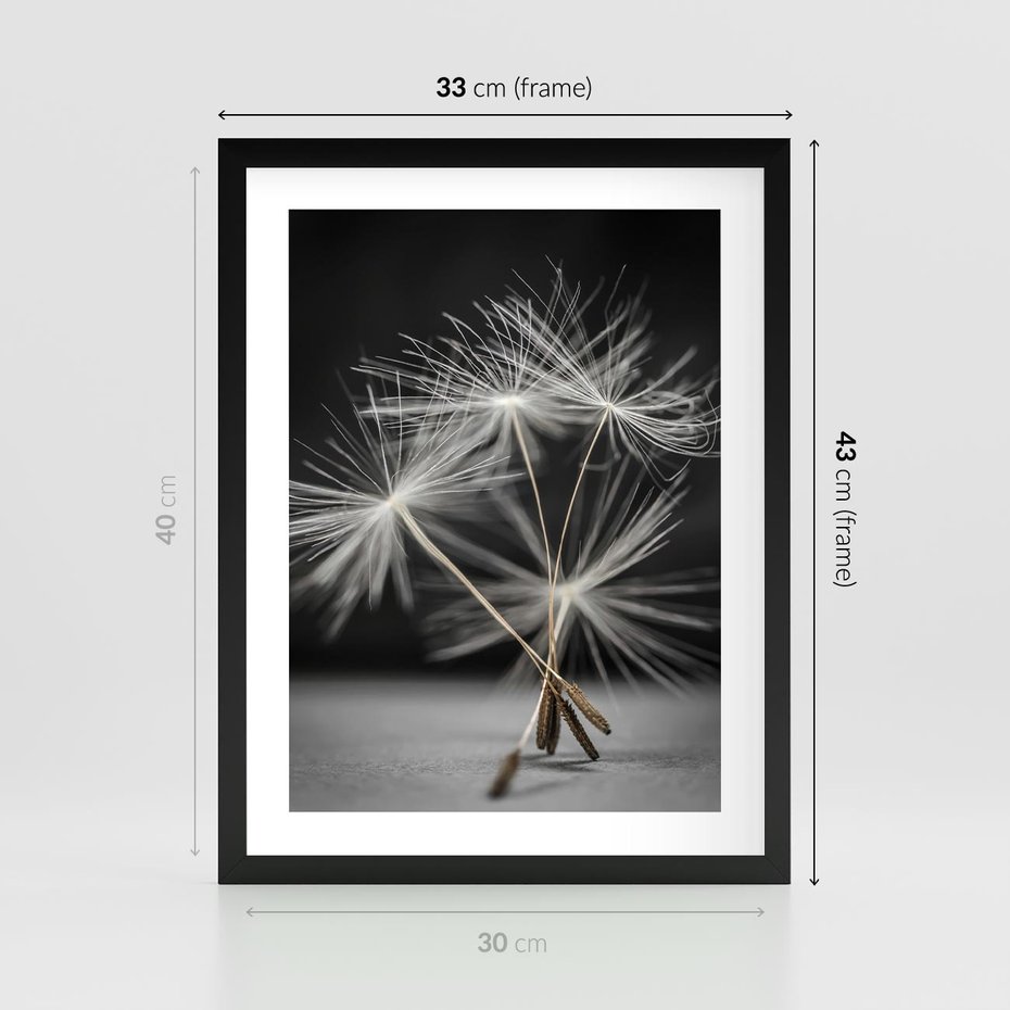 Plakat w ramie 30x40 - Delikatność dmuchawców zbliżenie - dmuchawce, zbliżenie - rama czarna