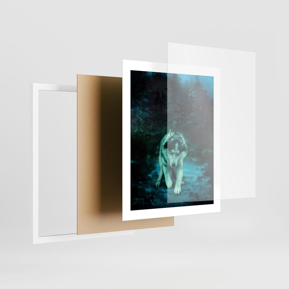 Plakat w ramie 40x50 - Siła i wdzięk natury - wilk, husky - rama biała