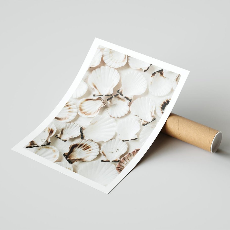 Plakat bez ramy 21x30 - Białe Muszle - białe muszle, ujęcie z góry