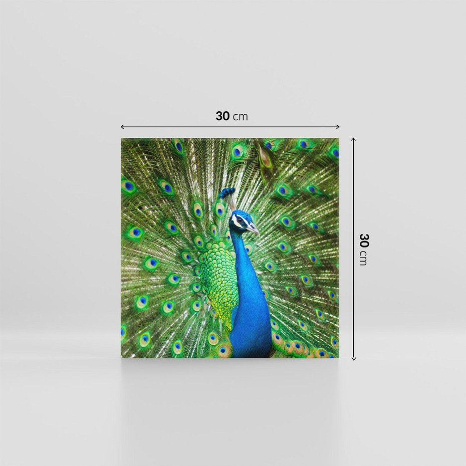 Obraz na płótnie 30x30 - Wspaniałość pawich piór - paw, pióra