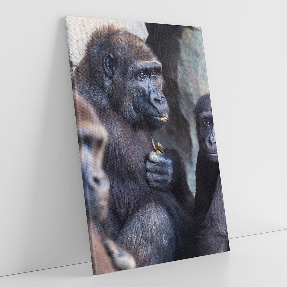 Obraz na płótnie 70x100 - Małpy w ich naturalnym środowisku - małpy, szympansy