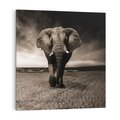 Obraz na płótnie 40x40 - Słoń - Wielki Przyjaciel Morza - słoń, plaża