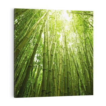 Obraz na płótnie 60x60 - Siła Natury - drzewa, las