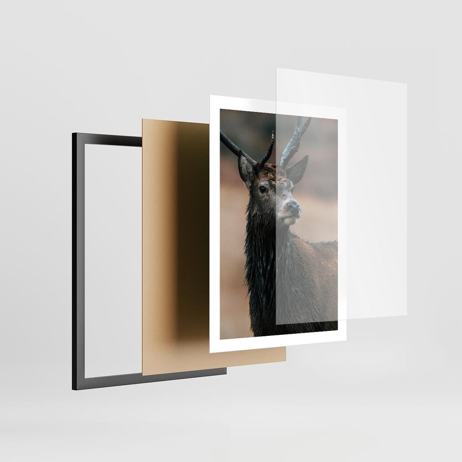 Plakat w ramie 50x70 - Spokojny jeleń - jeleń, las - rama czarna