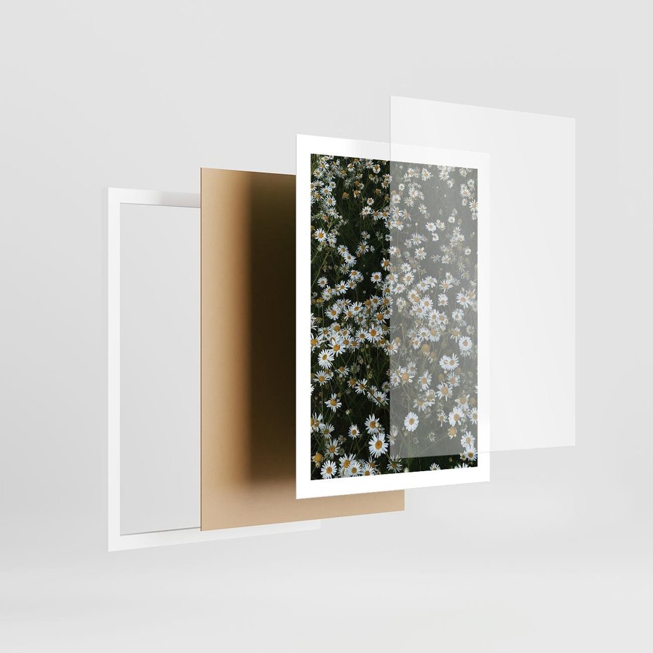 Plakat w ramie 50x70 - Stokrotkowa Idylla na Łące - łąka, stokrotki - rama biała
