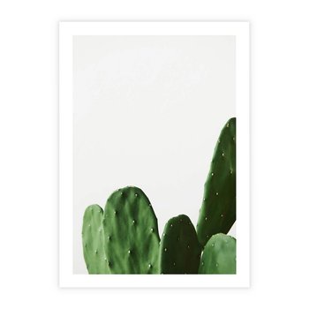Plakat bez ramy 30x40 - Minimalizm Natury - kaktus, zbliżenie