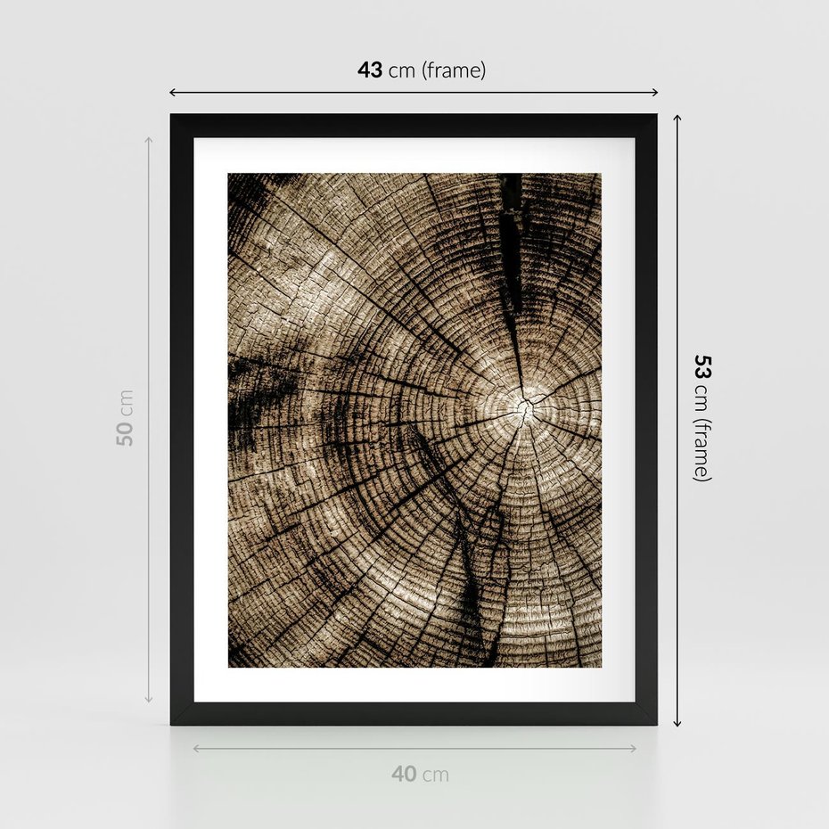 Plakat w ramie 40x50 - Natura Pod Lupą - pień drzewa, przekrój - rama czarna