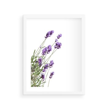 Plakat w ramie 30x40 - Delikatny Urok - lawenda, kwiaty - rama biała