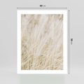 Plakat bez ramy 40x50 - Białe Trawy Pampas - suche trawy, białe trawy