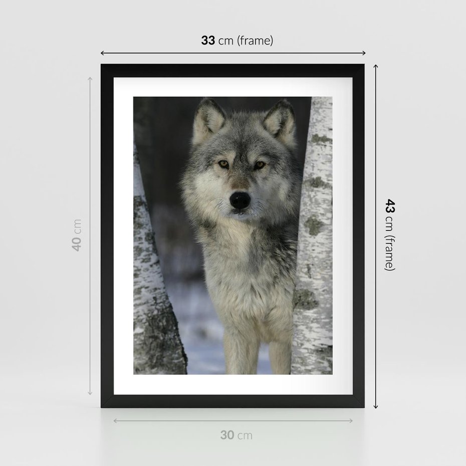 Plakat w ramie 30x40 - Wilk w Zimowym Lesie - wilk, las - rama czarna