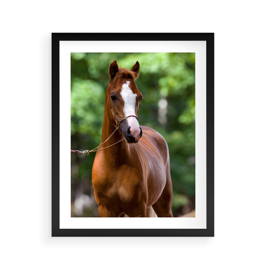 Plakat w ramie 40x50 - Portret Szlachetnego Konia - koń, portret - rama czarna