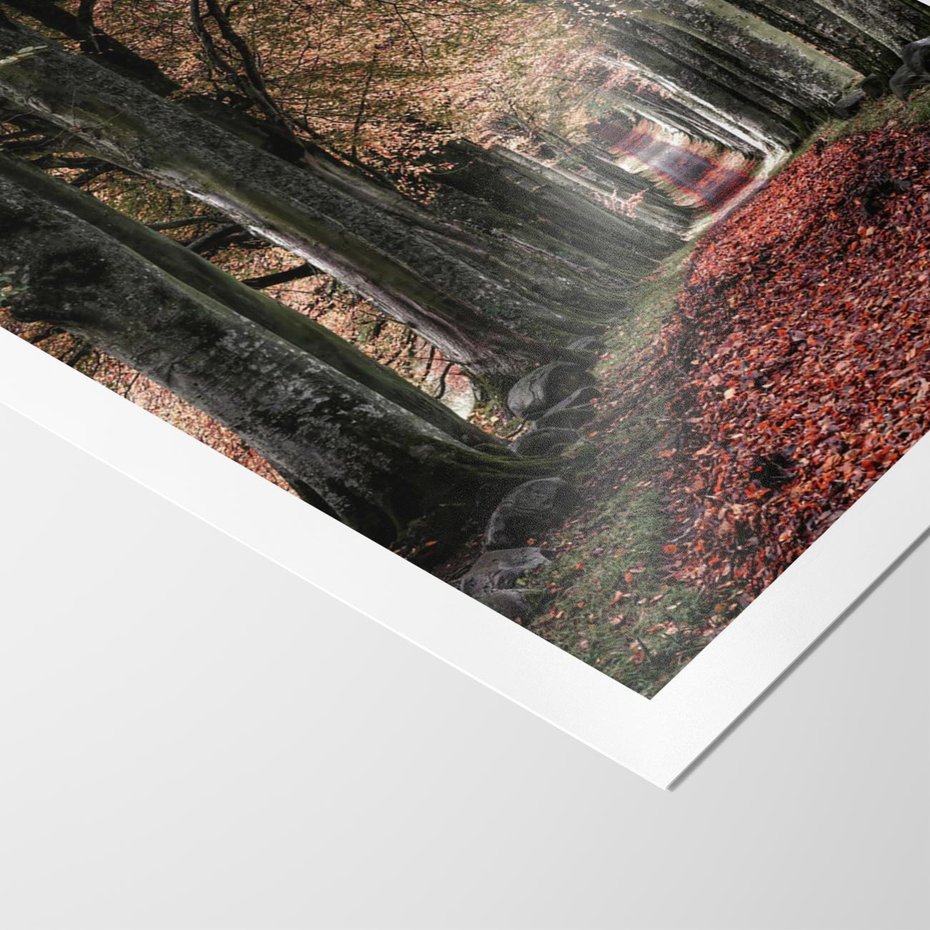 Plakat bez ramy 21x30 - Spacer po Leśnej Drodze - ścieżka w lesie, jesień suche liście