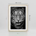 Plakat w ramie 50x70 - Tygrys Czarno-Biały: Siła i Delikatność - tygrys, czarno - rama drewno
