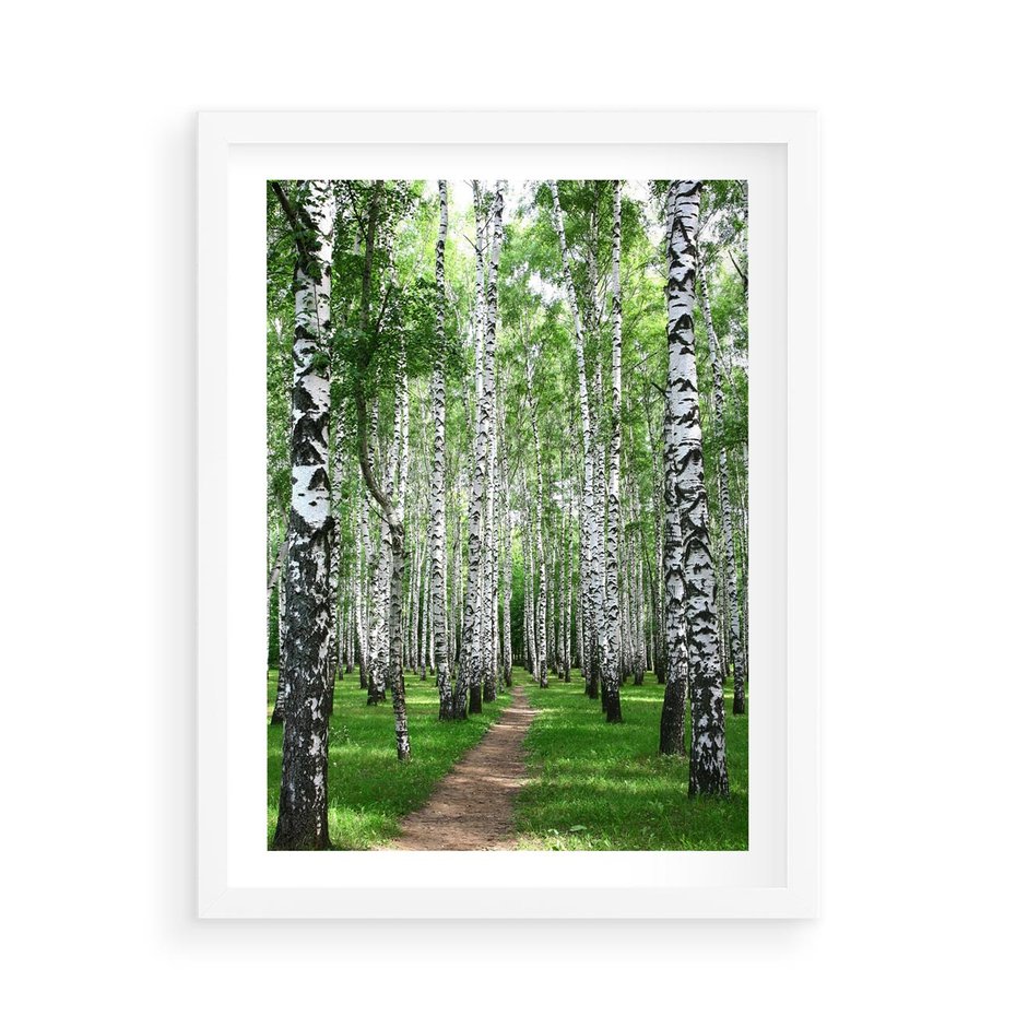 Plakat w ramie 50x70 - Magia lasu pełnego brzóz - las, brzozy - rama biała