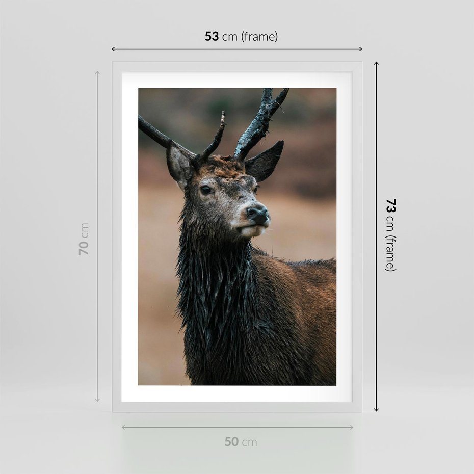 Plakat w ramie 50x70 - Spokojny jeleń - jeleń, las - rama biała