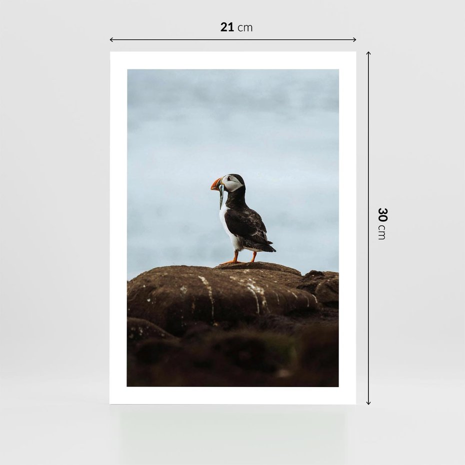 Plakat bez ramy 21x30 - Portret Ptaka Morskiego - maskonur, ptak