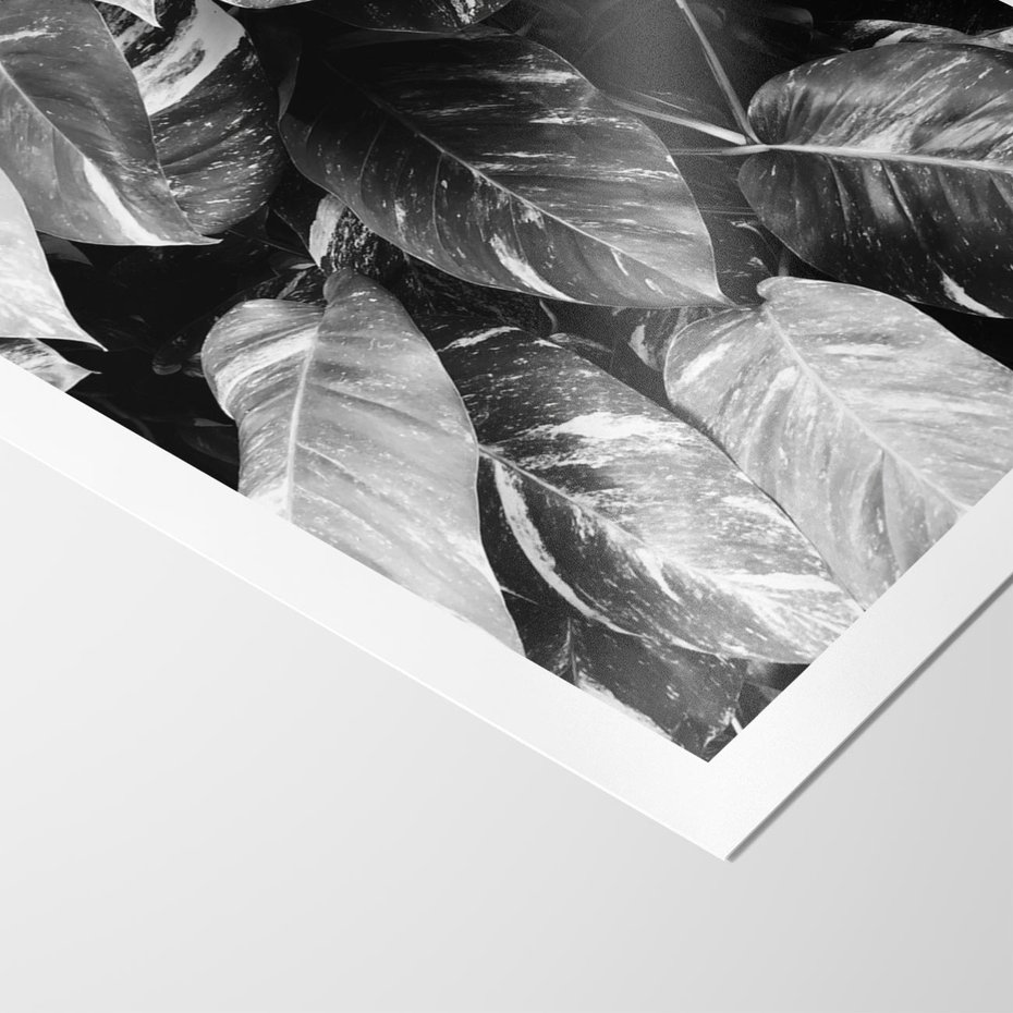 Plakat bez ramy 21x30 - Liście w Czarno-Białej Fotografii - liście, roślina