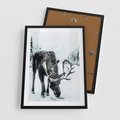 Plakat w ramie 50x70 - Zimowy Portret Łosia - łoś w zimowej scenerii - rama czarna