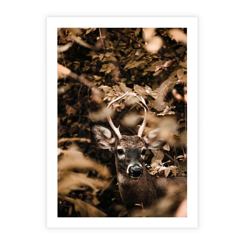 Plakat bez ramy 40x50 - Jesienny Jeleń w Lesie - jeleń, w lesie