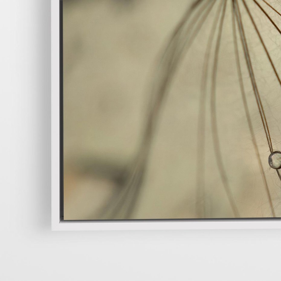 Obraz w ramie 50x50 - Delikatność dmuchawców - dmuchawce, krople - rama biała