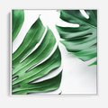 Obraz w ramie 80x80 - Monstera - Liście Kwiaty - monstera, liście - rama biała