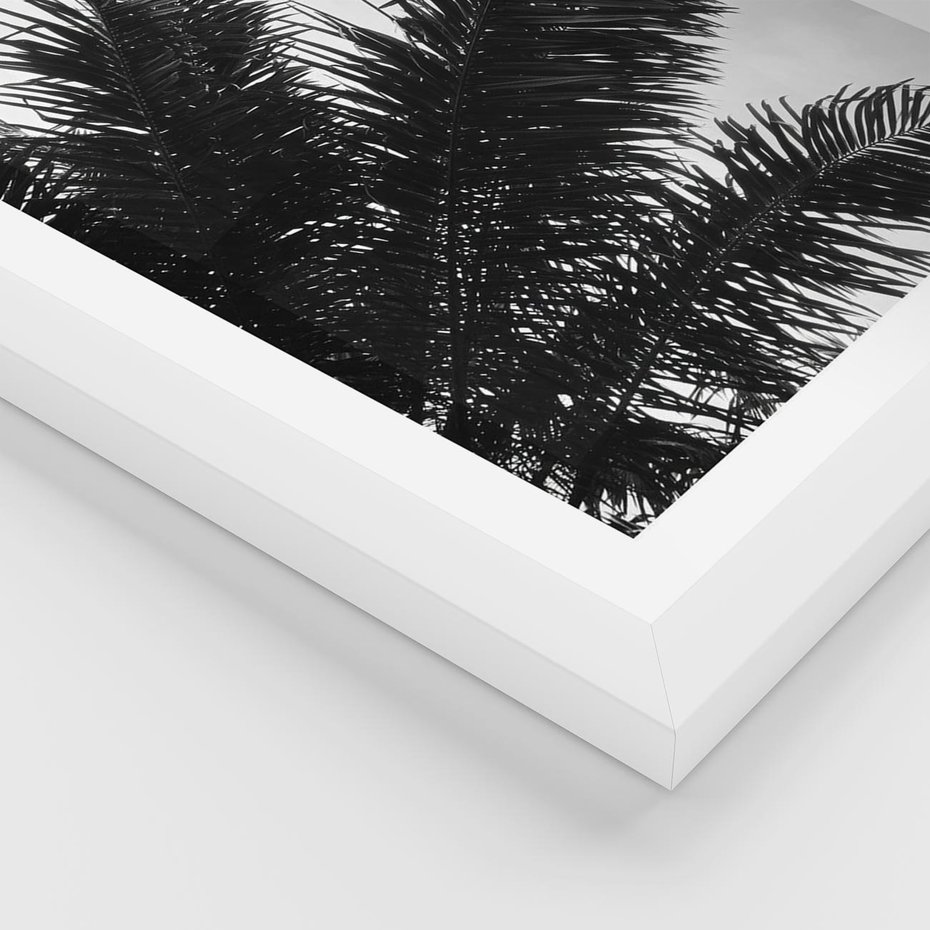 Plakat w ramie 50x70 - Czas Zapomnienia - palmy, czarno biała fotografia - rama biała