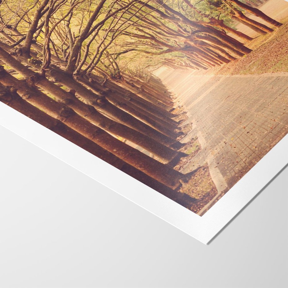 Plakat bez ramy 40x50 - Wędrówka między drzewami - droga, drzewa