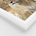 Plakat w ramie 30x40 - Potęga lwów w Afryce - lew, lwica - rama biała