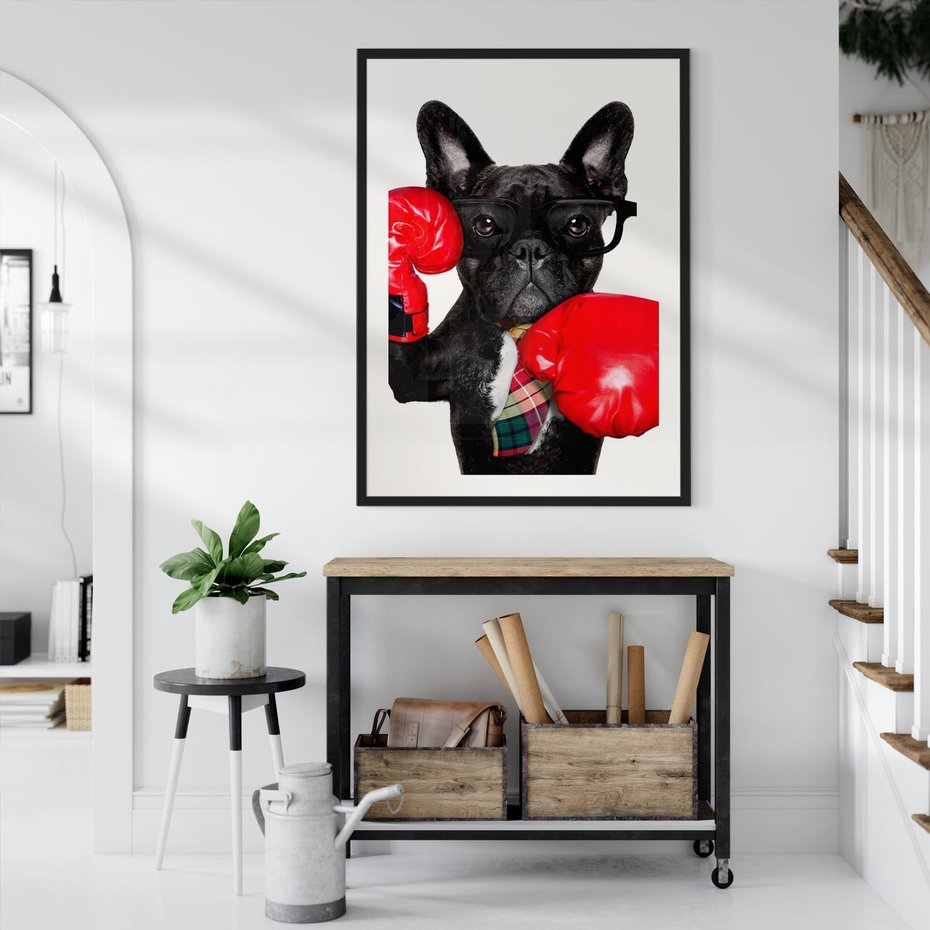 Plakat bez ramy 50x70 - Boksujący mops - pies - boks, mops