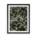 Plakat w ramie 50x70 - Stokrotkowa Idylla na Łące - łąka, stokrotki - rama czarna